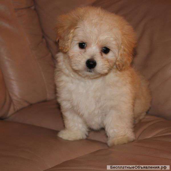 Щенки Мальтийской болонки