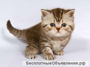 Отдам в добрые руки