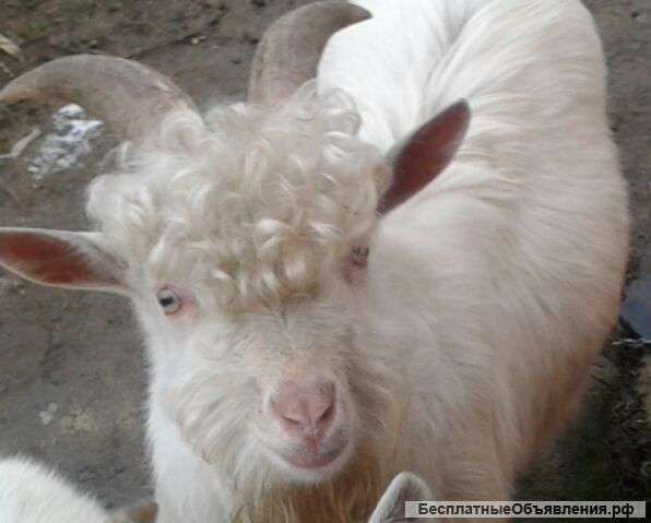 Зааненского Козла