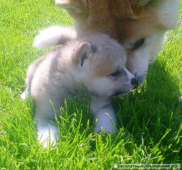 Акита ину (Хатико) щенки