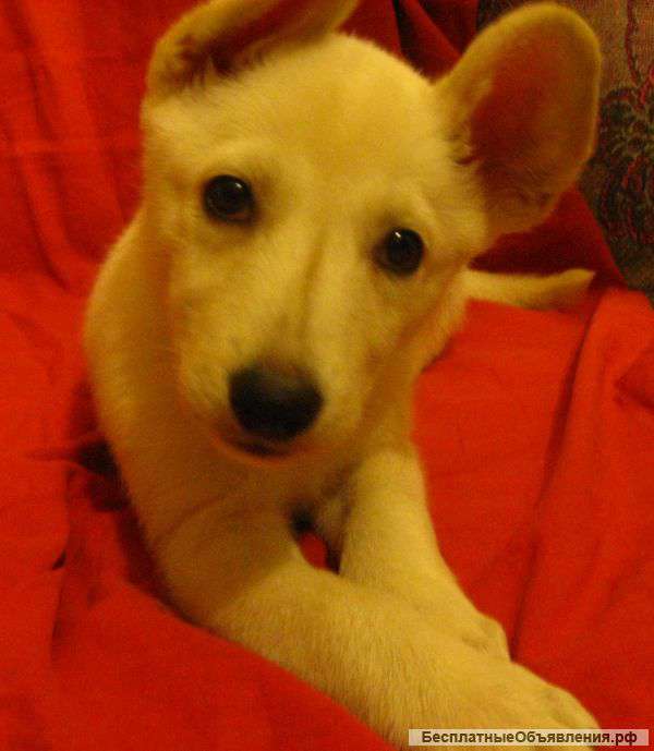 Очаровательный белый щенок