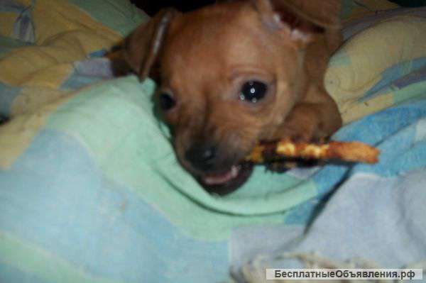 Недорого щенок породы той-терьер