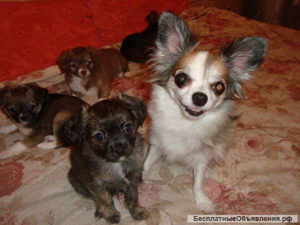 Щенков Чихуа-хуа
