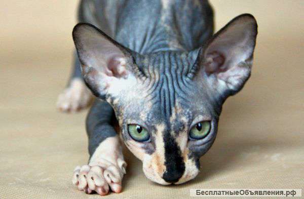 Лучше Сфинкса нет породы - это сам сюрприз Природы