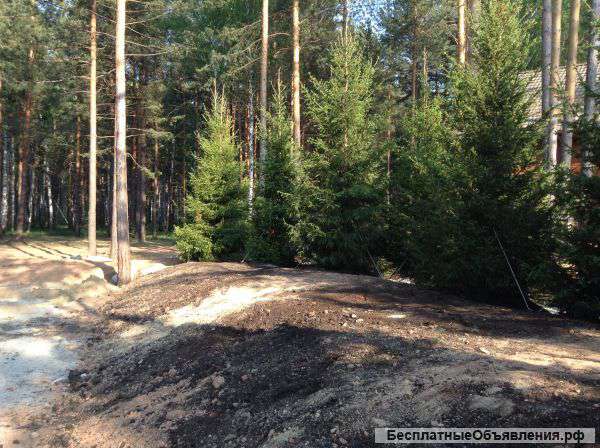 Саженцы ели обыкновенной