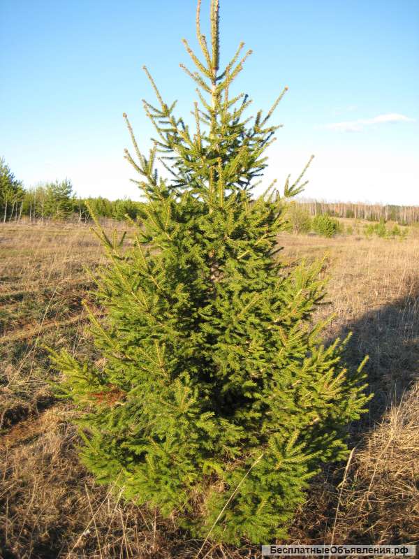 Саженцы ели обыкновенной