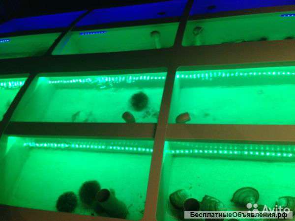 Аквариум-витрина для морепродуктов
