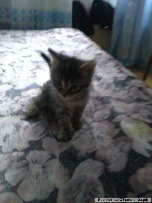 Активные здоровые котята