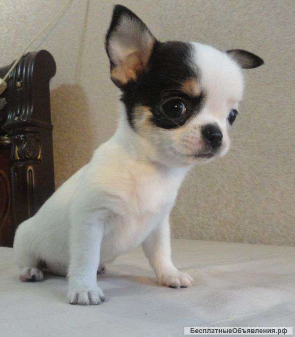 Девочка чихуахуа стандарт мини