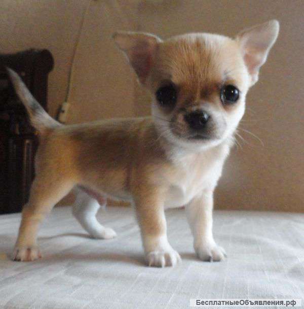 Мальчик г/ш чихуахуа куражный
