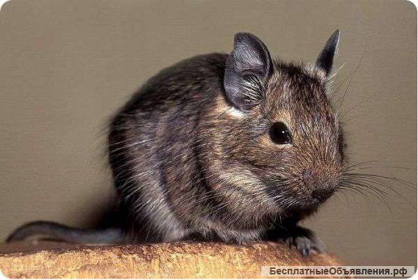 Мышата дегу