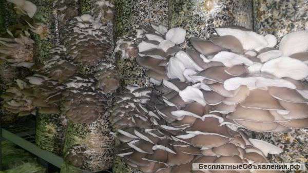 Грибы Вешенка