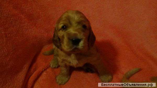 Английские Спаниэли