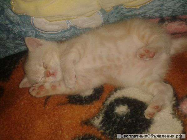 Прекрасный британский котик