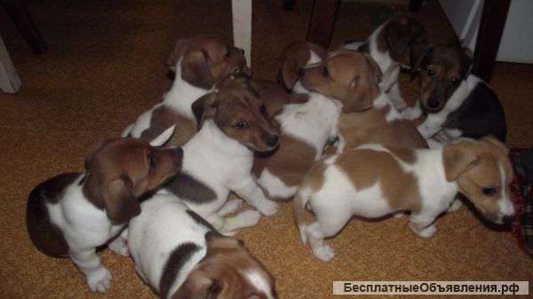 Джек Рассел терьеры