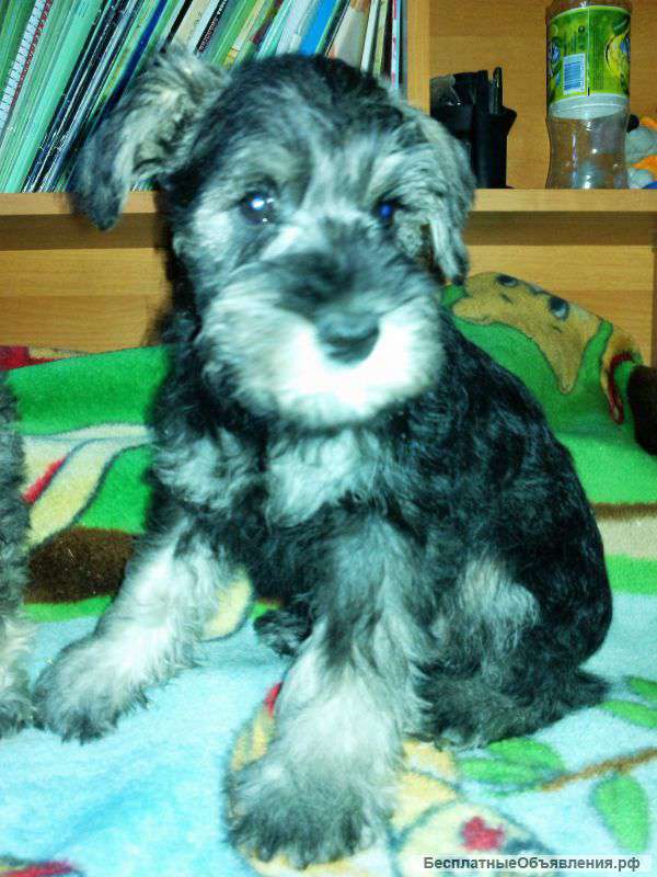 Цвержата перец с солью к Новому году