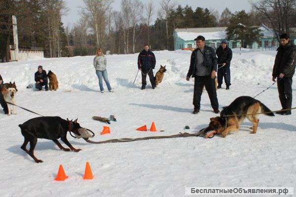 Зимний отдых для всей семьи с обучением собаки