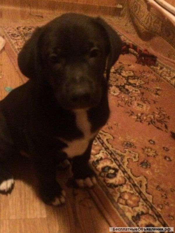 Метисы Лабрадора (щенки)