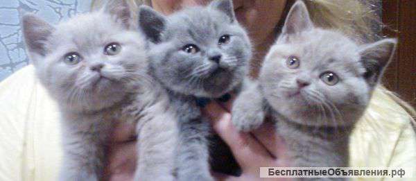 Британские котята