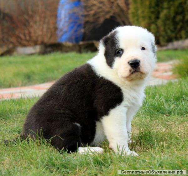 Щенки среднеазиатской овчарки