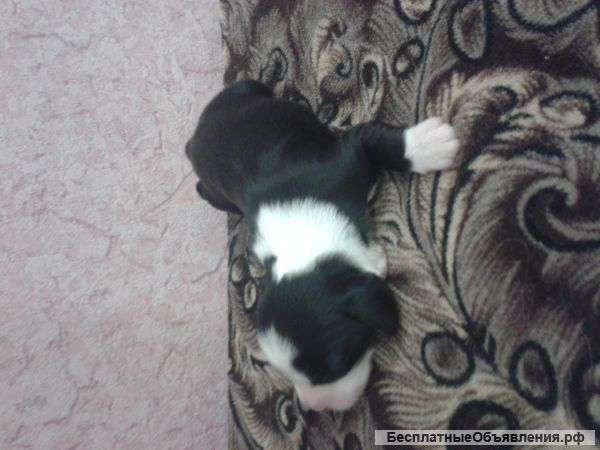 Щенят платно