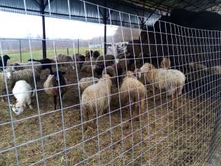 Сено в рулонах, Овцематки Романовской и Куйбышевской породы