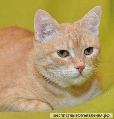 Рыжее солнышко на счастье