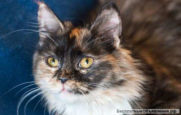 Трехцветная кошка на счастье