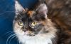 Трехцветная кошка на счастье