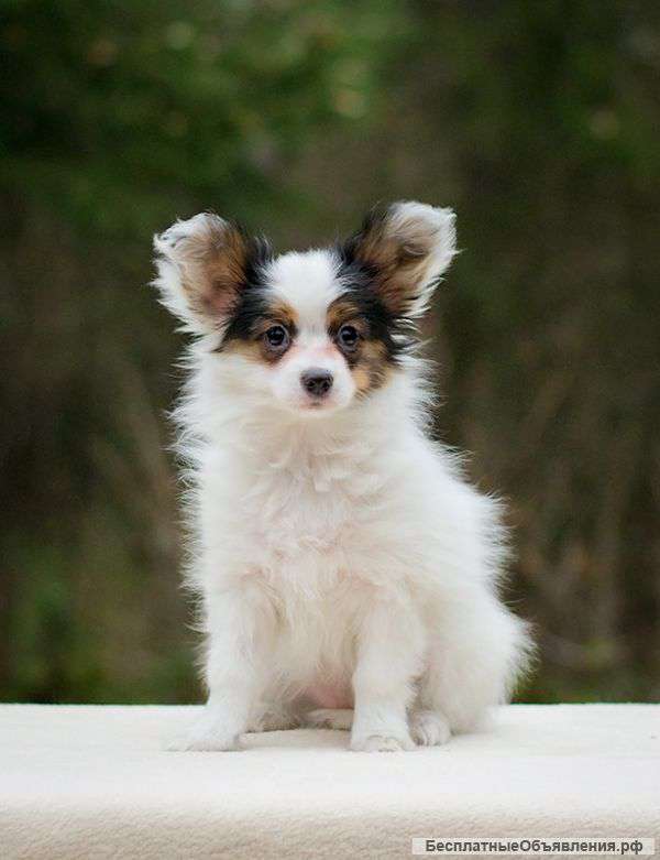 Щенки папийона (папильона)