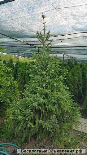 Сосны и ели в наличии и на заказ