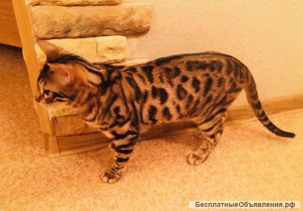 Подрощеный котик Бенгал