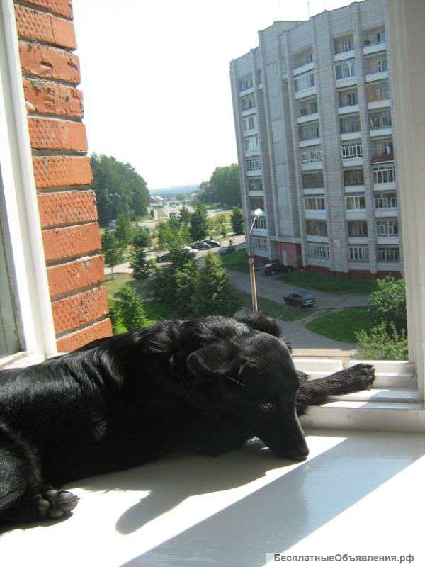 Ищем Хозяина и новый дом для Рады