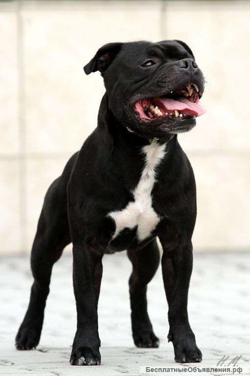 Щенки стаффордширского бультерьера