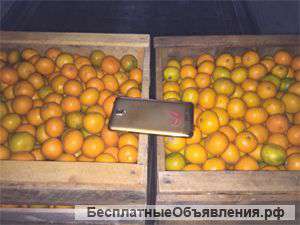Абхазские Мандарины Оптом в Воронеже в Наличии от 65 р. за кг