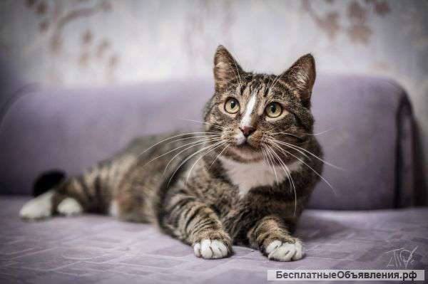 Москва и МО. Отдается в добрые руки Миллер