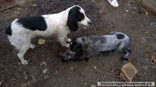 Охотничий спаниель (щенки помесь)