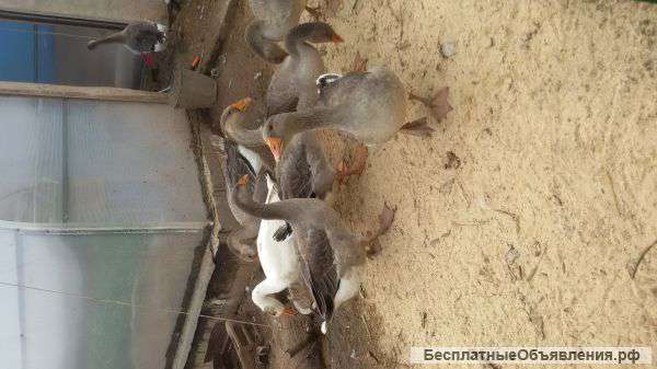 Мясо гуся, индюшки