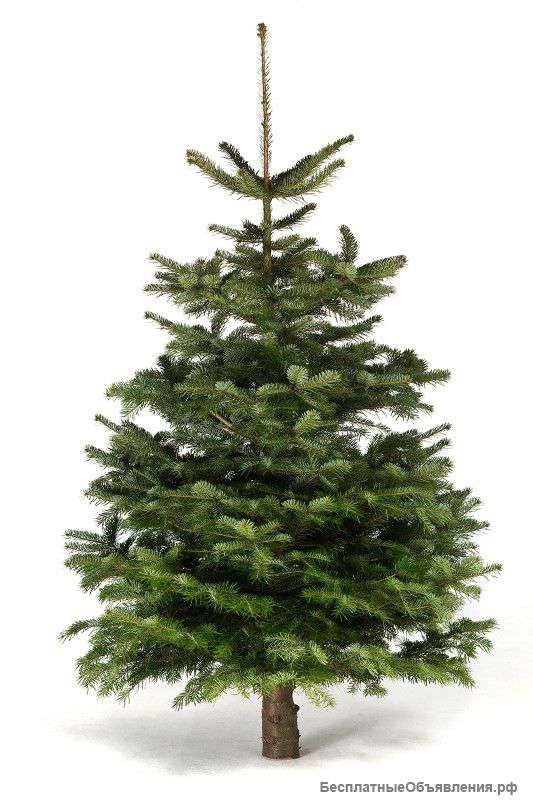 Новогодние елки