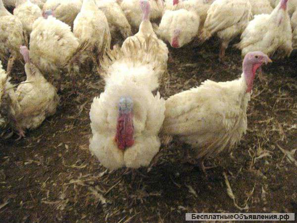 Шрот; жмых; мк мука