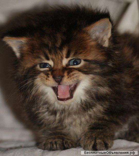 Котятки мейн кун дикого окраса