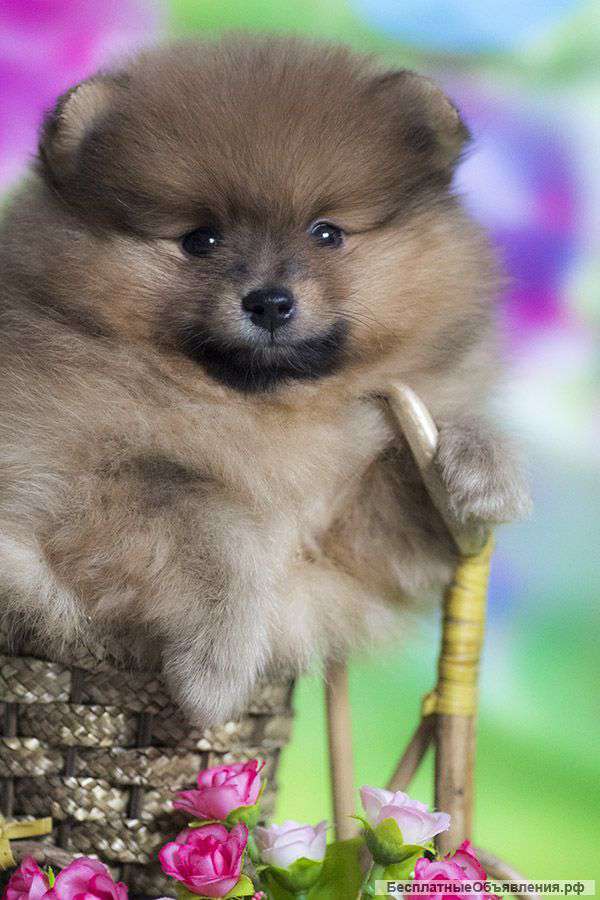 Щенка шпица малого