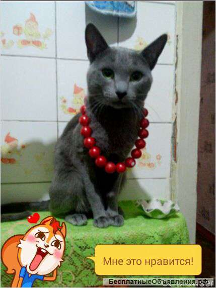 Отдам к хорошим людям