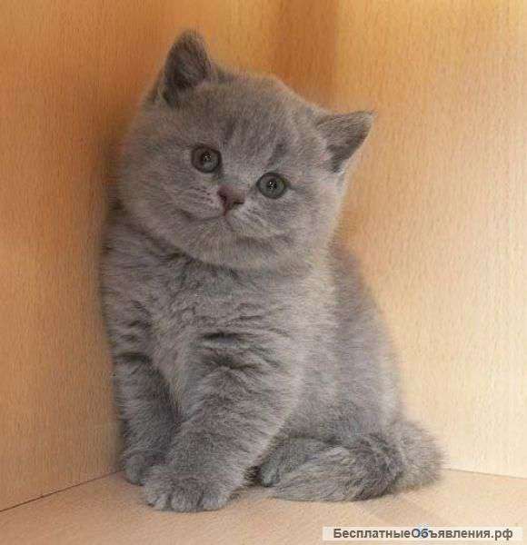 Британчики