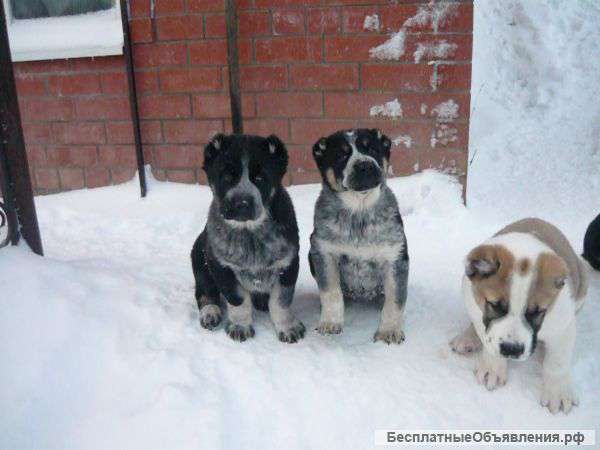 Щенки среднеазиатской овчарки