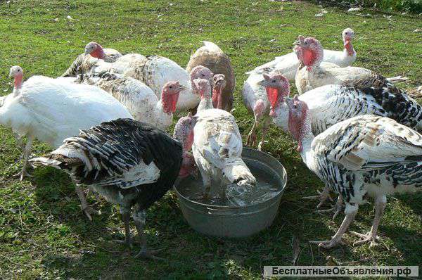 Инкубационное яйцо индеек