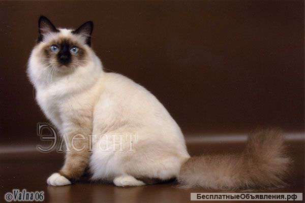 Котята породы Священная бирма