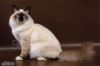 Котята породы Священная бирма