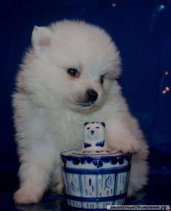 НемецкиЙ Шпиц щенки