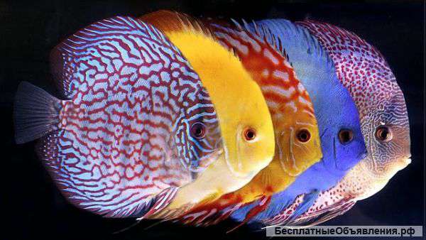 Товары для аквариумистики